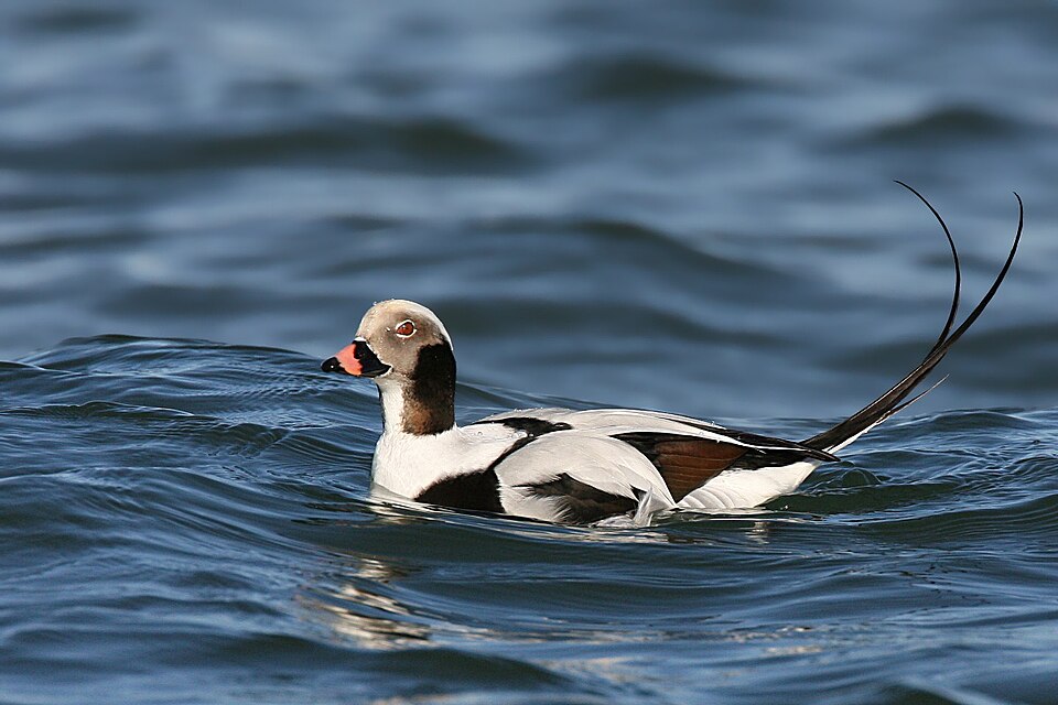 Fayl:Long-tailed-duck.jpg