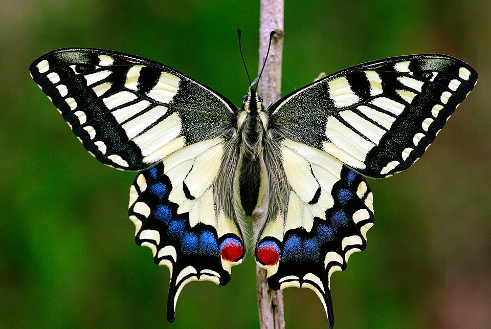 Fayl:PapilioMachaon2016 001.JPG
