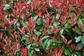 Qizil uchli Photinia (Photinia x Fraseri) yangi o'simtalarning qizil uchi bilan mashhur