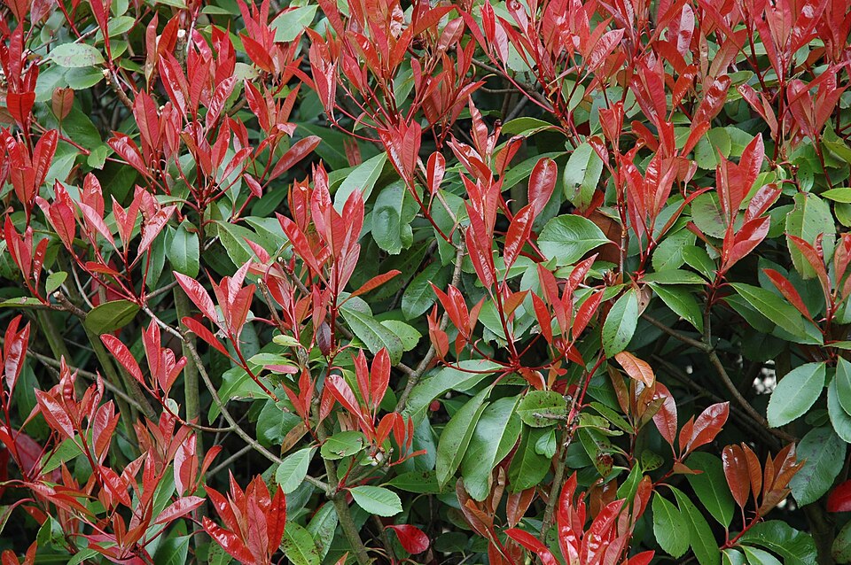 Fayl:Photinia fraseri B.JPG