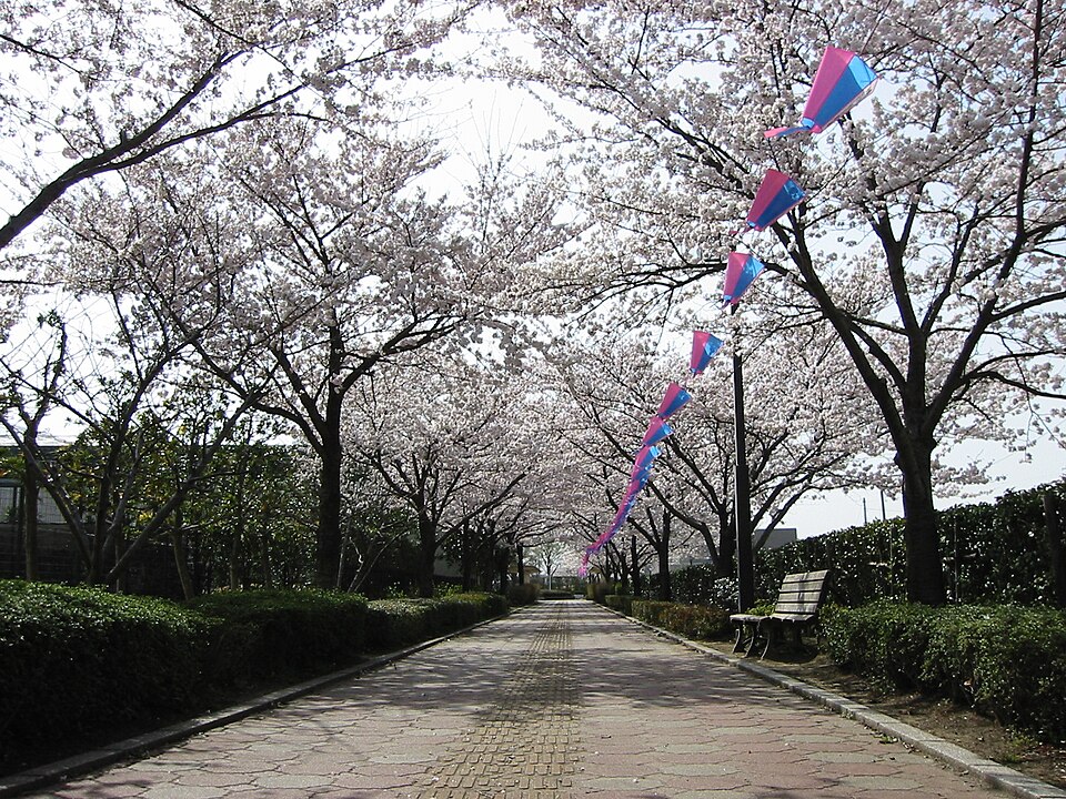 Fayl:Sakura-namiki meiwa town.jpg