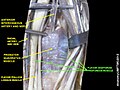 Flexor digitorum profundus muscle