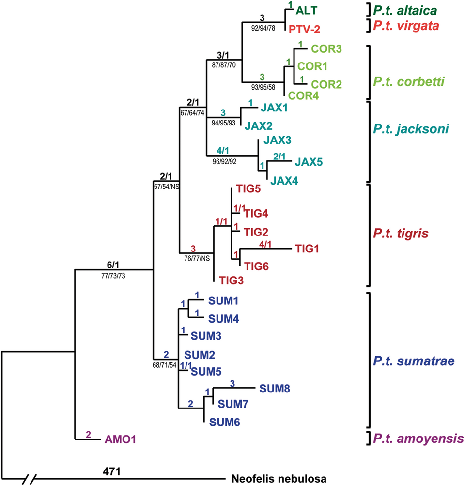Fayl:Tiger phylogenetic relationships.png