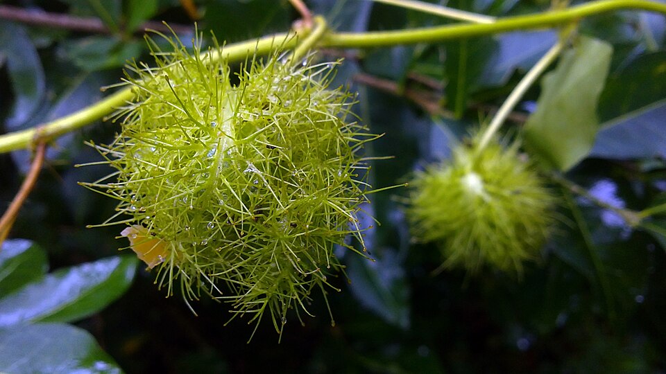 Fayl:Ammoomma pazham 07082011014.JPG