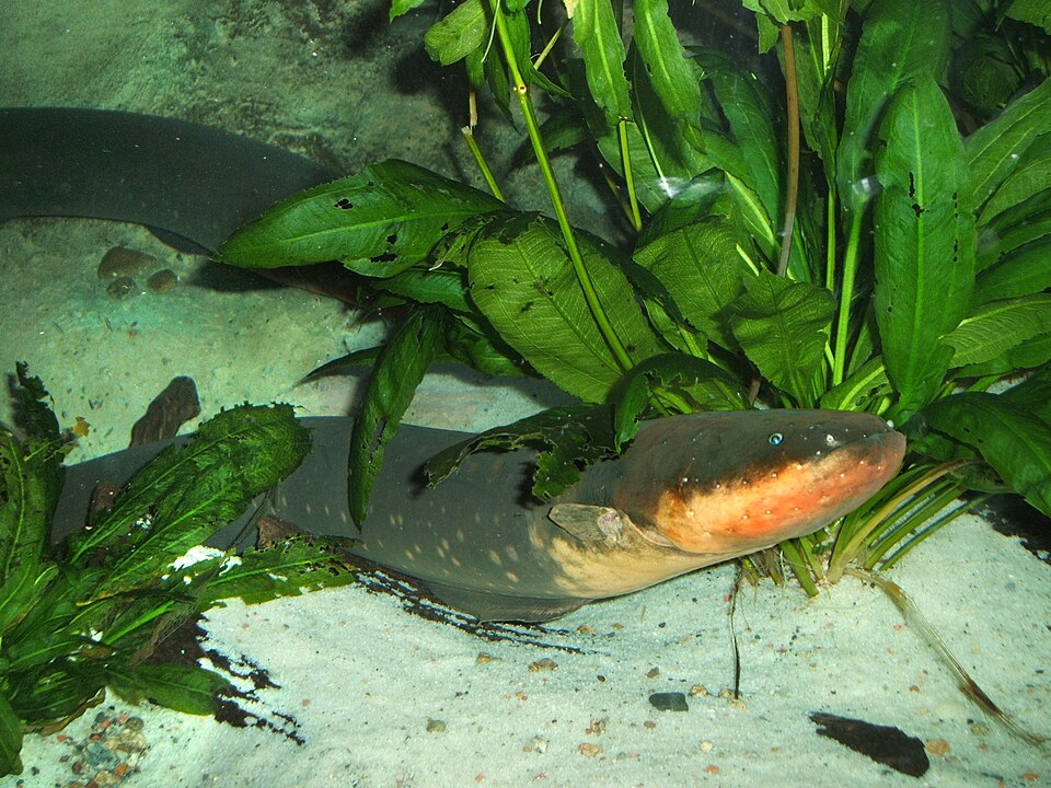 Fayl:Electric-eel.jpg