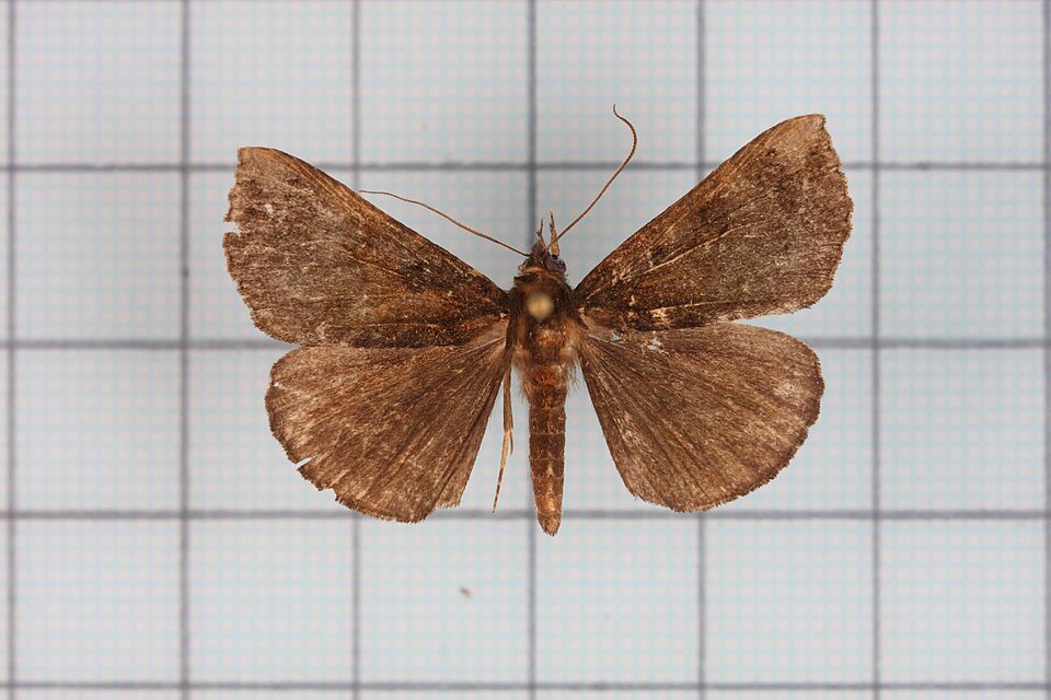 Fayl:Hypena iconicalis.jpg
