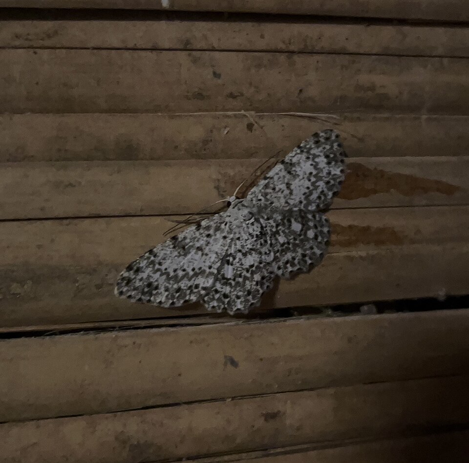 Fayl:Mycelium Moth.jpg