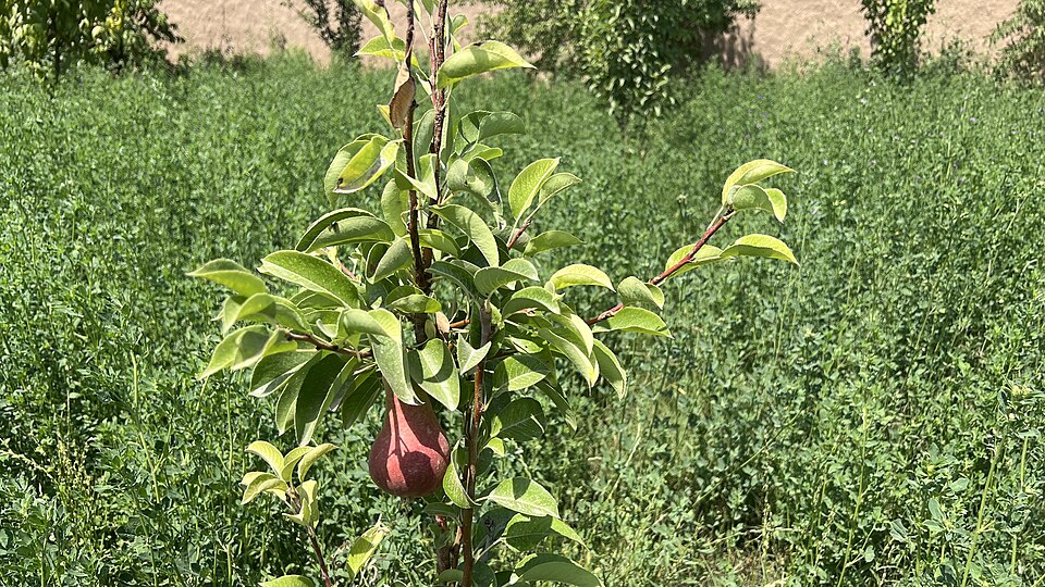 Fayl:Pear tree in Chirakchi.jpg