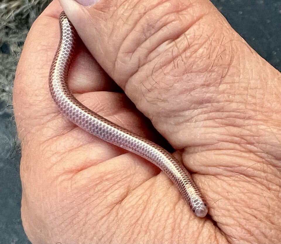Fayl:Rena humilis in hand.jpg