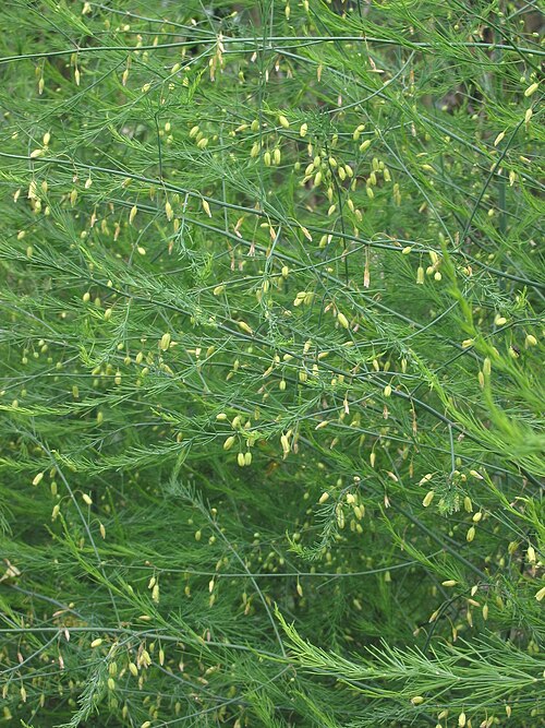 Fayl:Asperge in bloei Asparagus officinalis.jpg