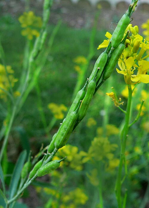 Fayl:Brassica nigra silique.jpg