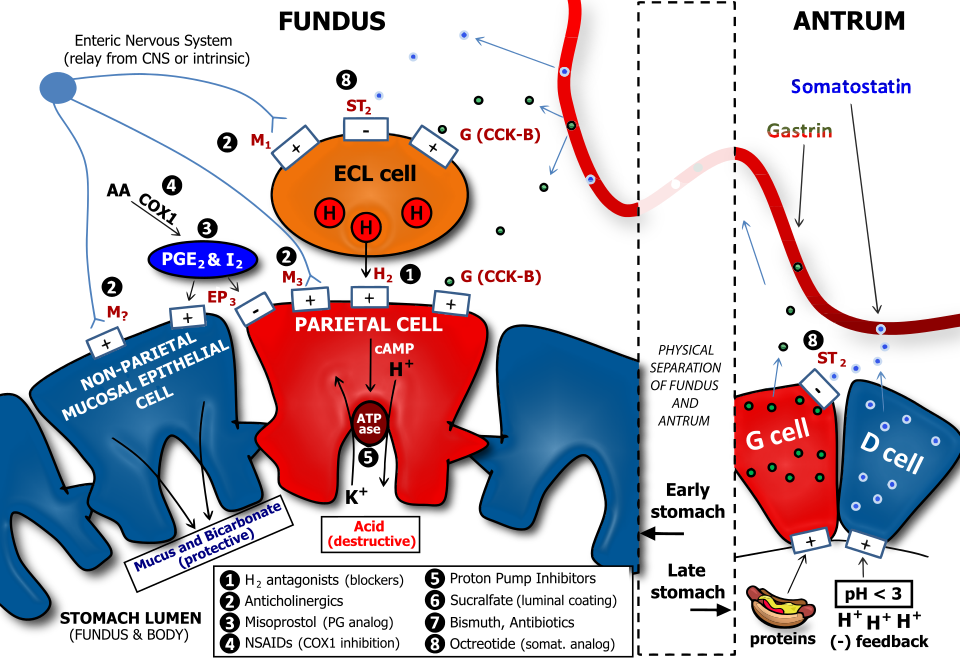 Fayl:Determinants of Gastric Acid Secretion.svg