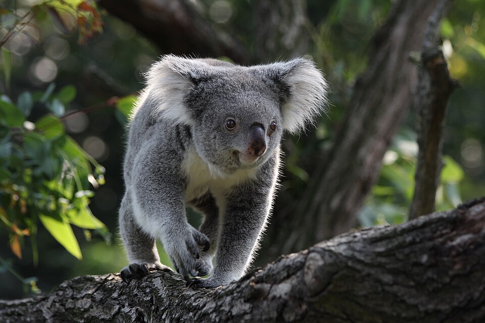 Fayl:Koala in Zoo Duisburg.jpg