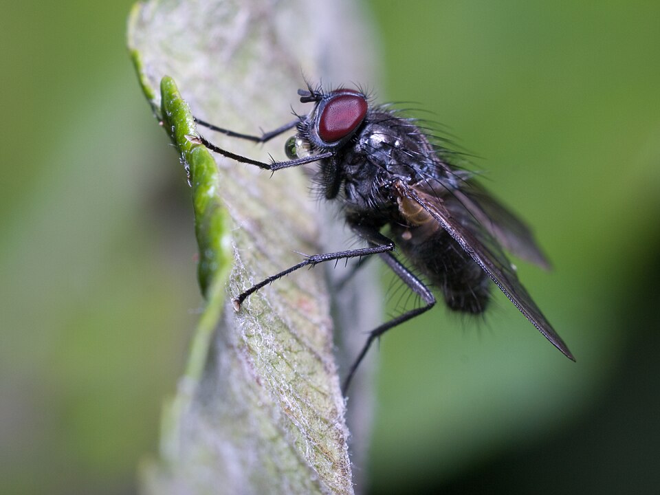 Fayl:Muscidae.jpg