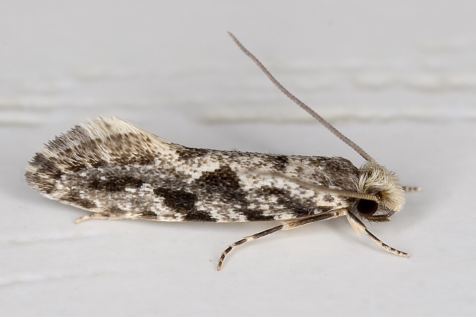 Fayl:Nemapogon.granella.7579.jpg