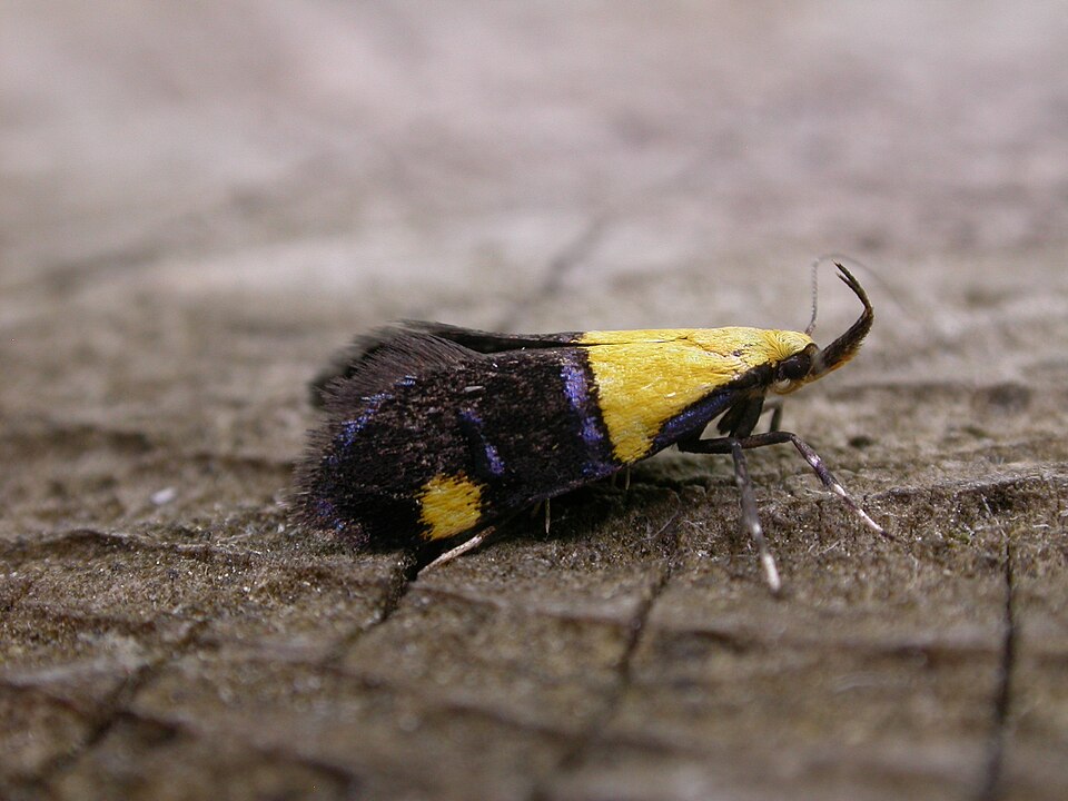 Fayl:Oecophora bractella.jpg