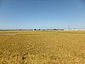Noshiro tekisligidagi sholi dalalari