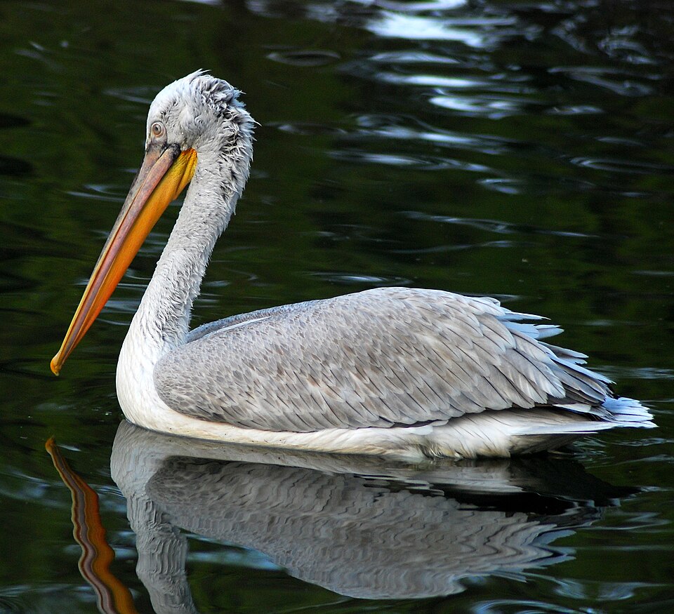 Fayl:Pelecanus crispus at Beijing Zoo.JPG