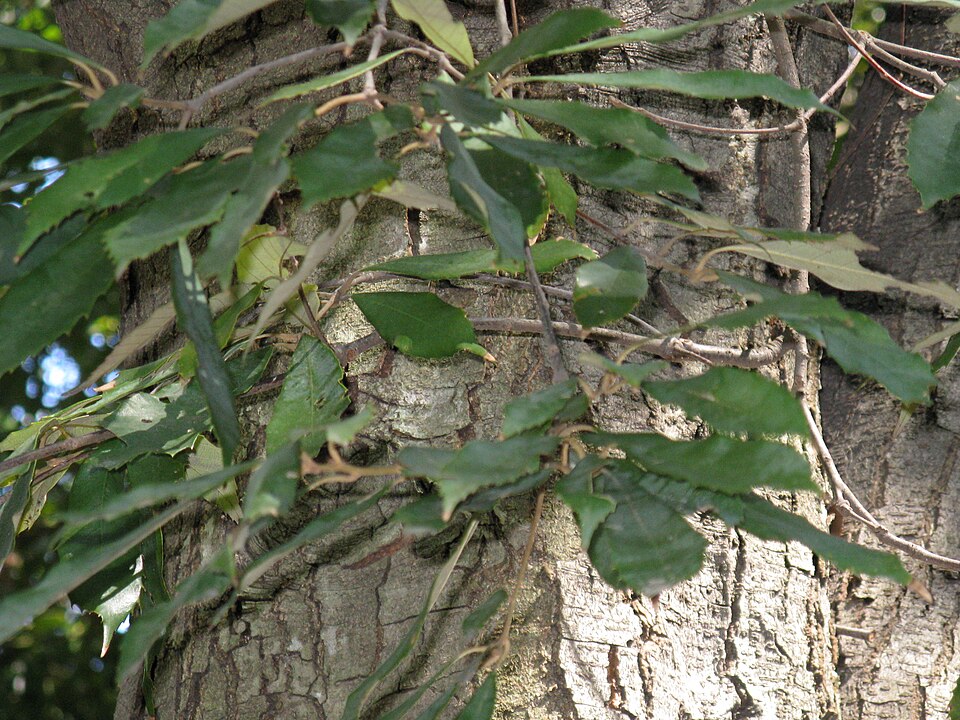 Fayl:Quercus gilva2.jpg