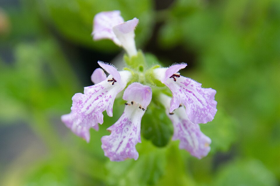 Fayl:Suzukia luchuensis 01.jpg