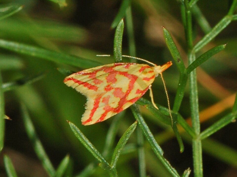 Fayl:Amphisbatidae - Hypercallia citrinalis.JPG