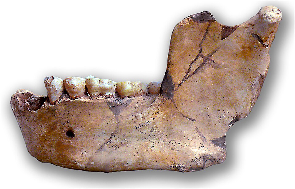 Fayl:Atlanthropus mauritanicus.jpg