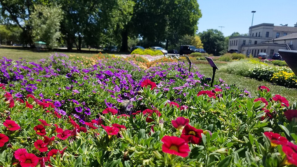 Fayl:Calibrachoa (42623569195).jpg