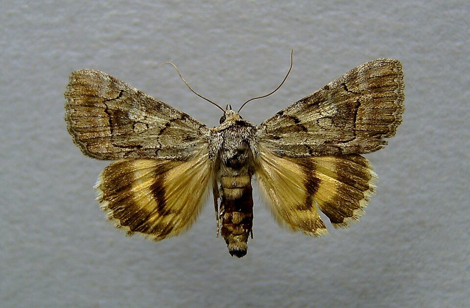Fayl:Catocala eutychea.jpg