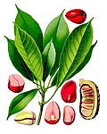 Kola acuminata mevasi