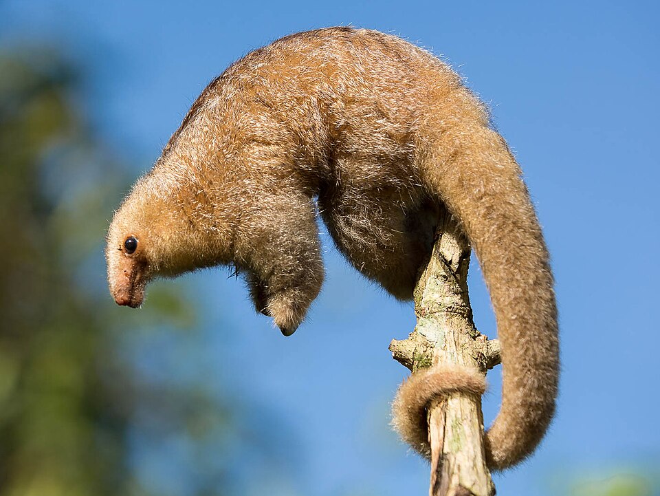 Fayl:Cyclopes didactylus (cropped).jpg