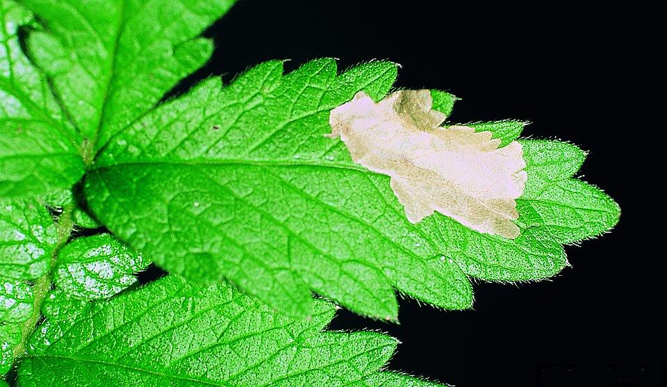 Fayl:Emmetia heinemanni.jpg