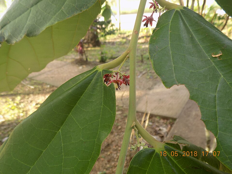 Fayl:Inflorescencia axilar.jpg