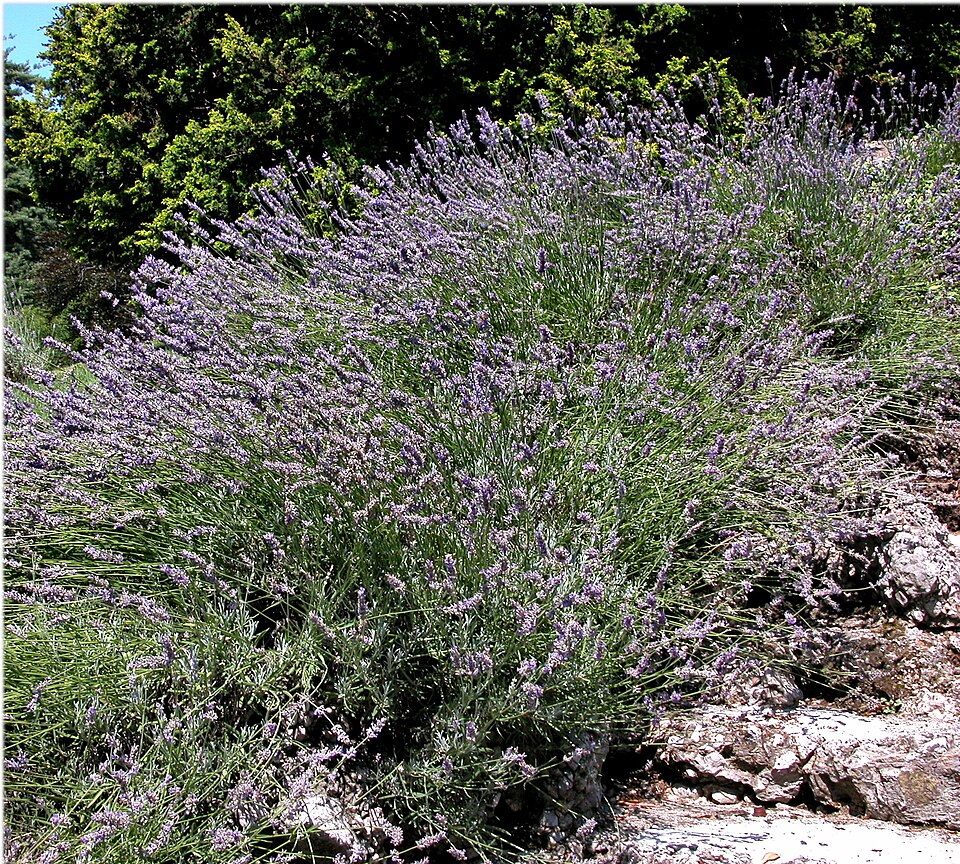 Fayl:Lavandula latifolia plant (21).jpg