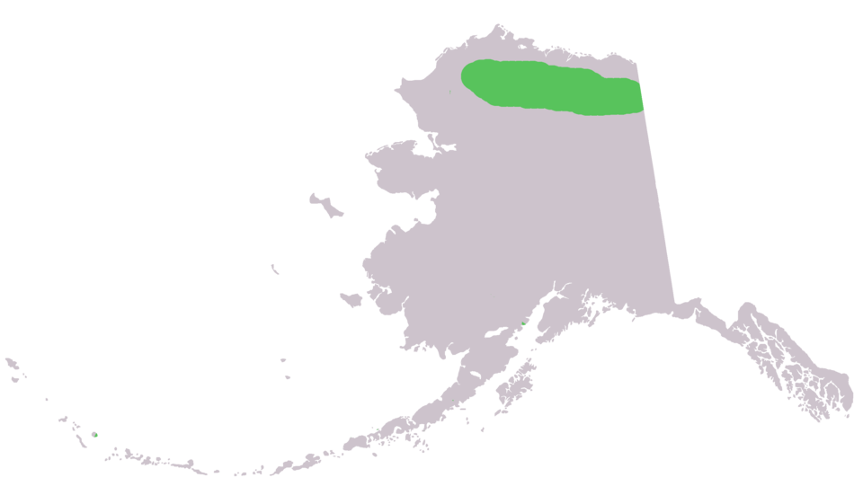 Fayl:Marmota broweri range in ak.png