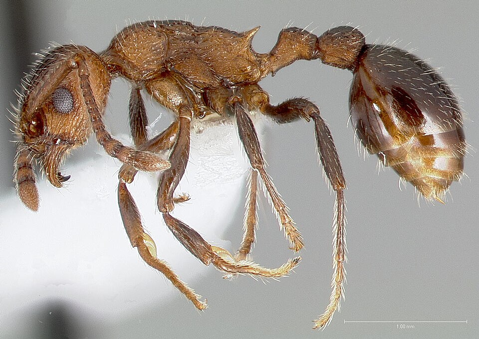 Fayl:Myrmica rugiventris casent0005704 profile 1.jpg