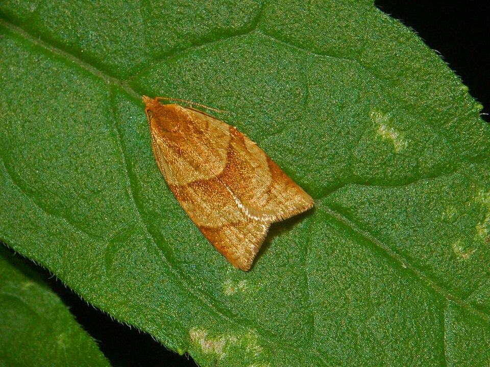 Fayl:Tortricidae - Clepsis rurinana..JPG