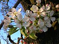 Pyrus piraster gullariga yaqindan