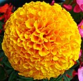 Fransuz marigold gul