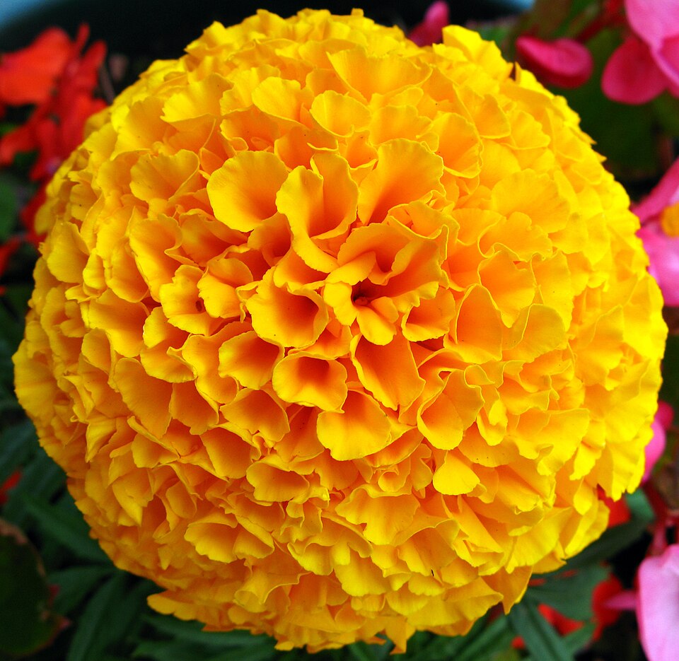 Fayl:Yellow French Marigold Flower.jpg