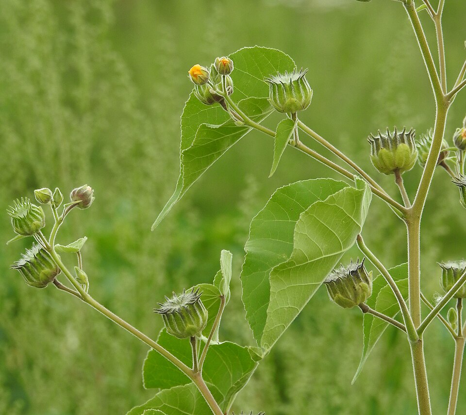 Fayl:Abutilon theophrasti 2 RF.jpg
