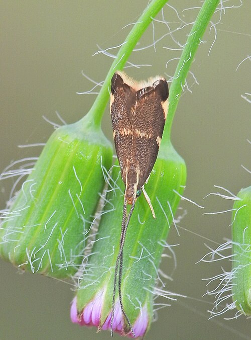 Fayl:Crocanthes diula 363606994.jpg