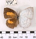 Curetis saronis indosinica