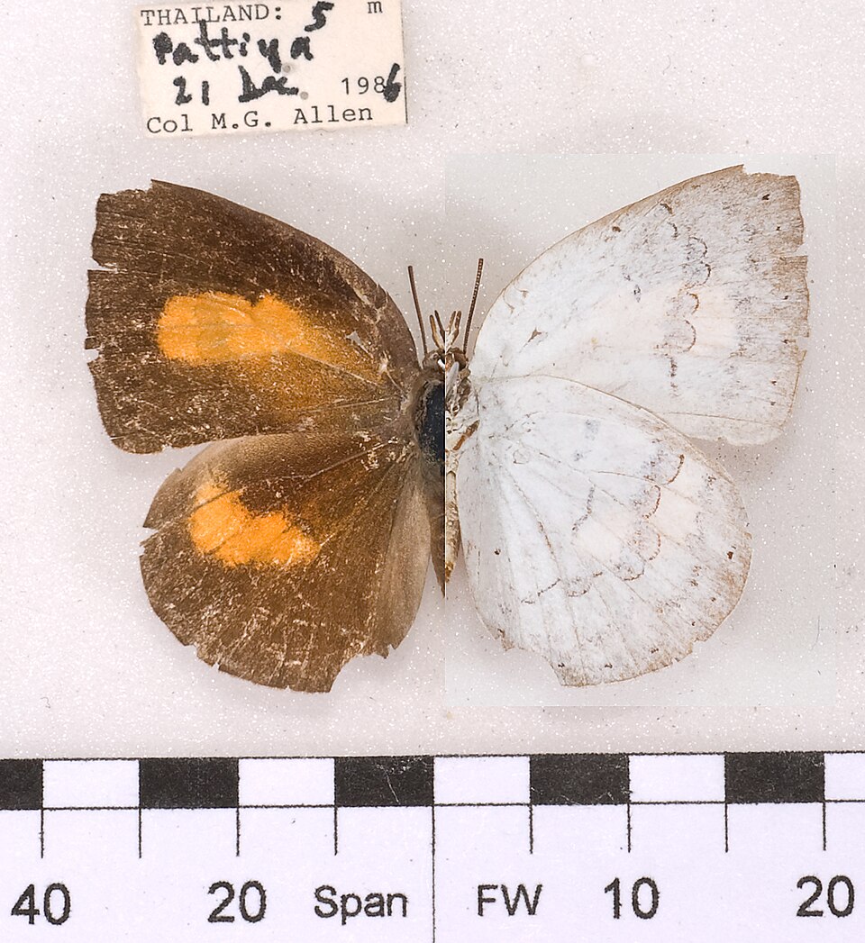 Fayl:CuretisSaronisIndosinicaFUpUnAC1.jpg