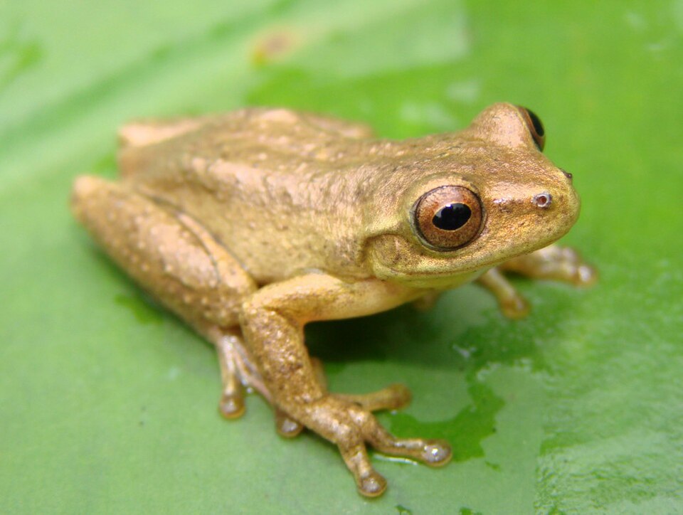 Fayl:Dendropsophus columbianus.jpg