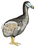 Raphus cucullatus