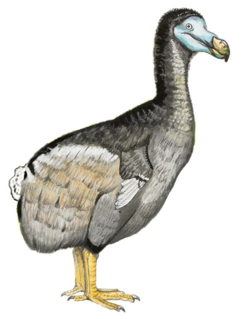 Fayl:Dodo by Julian P. Hume.jpg