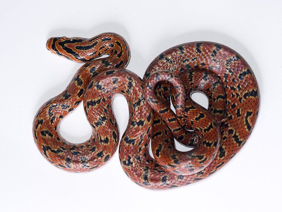 Fayl:Euprepiophis conspicillata-20191124-P1090780.jpg