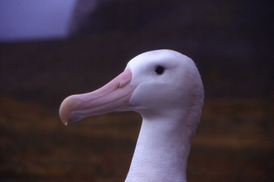 Fayl:Kerguelen - Diomedea exulans.jpg