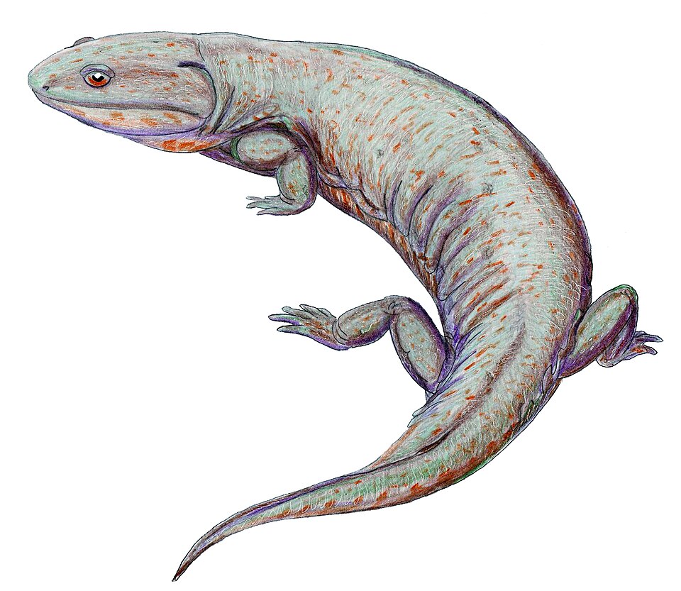 Fayl:KotlassiaDB222.jpg