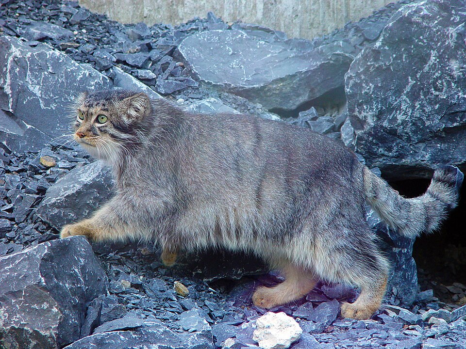 Fayl:Manul1a.jpg